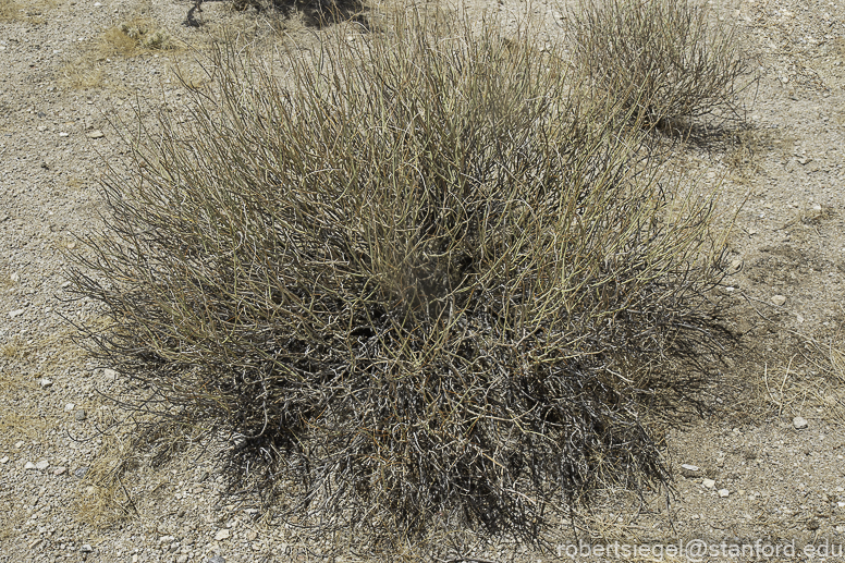 Joshua Tree National Park